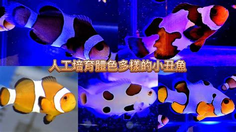 人工小丑魚種類